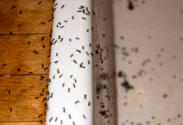 Pest Prevention Services in Nederland, TX